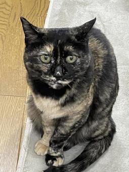 座っているサビ猫 座っているサビ猫の写真