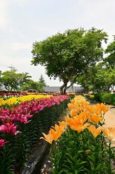色鮮やかな満開のゆり園 色鮮やかな満開のゆり園 ゆり,ユリ,百合の写真素材