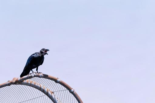 カラス カラス カラス,烏,鳥の写真素材