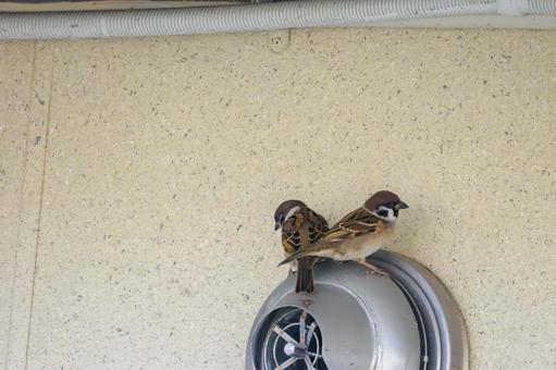 スズメの若鳥(35) 鳥,スズメ,若鳥の写真素材