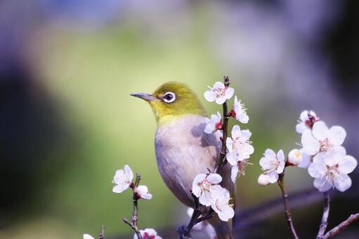 梅の枝にとまるメジロ 鳥,メジロ,春の写真素材