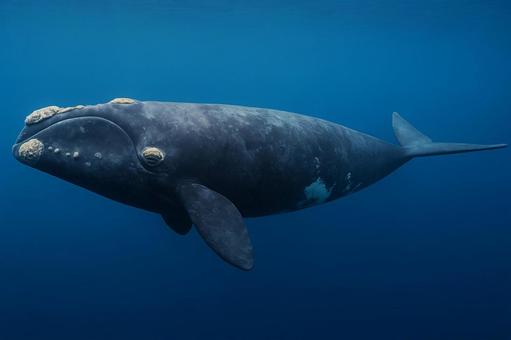 青い海を雄大に泳ぐセミクジラの水中写真の写真