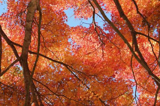 オレンジ色の紅葉 秋の風景 オレンジ色の紅葉 秋の風景の写真