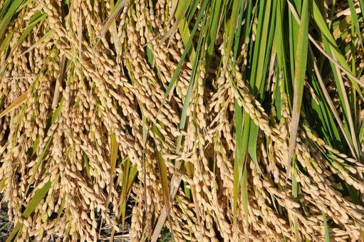 刈り取った稲穂 稲,稲穂,アップの写真素材