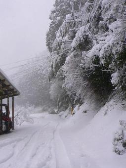 大雪で木に積もった雪7 冬,大雪,雪の写真素材