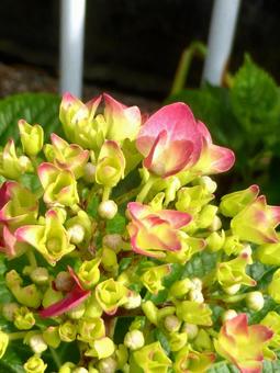 街中の花壇に咲き始めたアジサイ・拡大 アジサイ,花,植物の写真素材