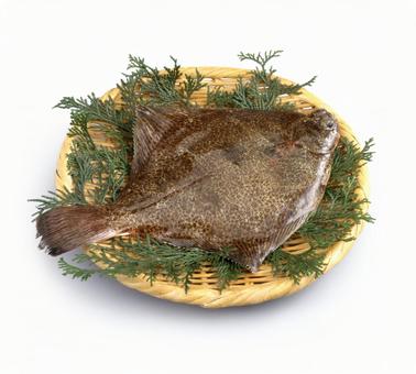 カレイ カレイ カレイ,鰈,生の写真素材