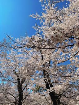 青空に映える桜の花 青空に映える桜の花の写真