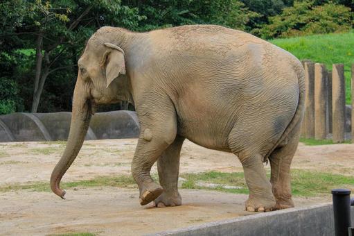 アジアゾウ アジアゾウ アジアゾウ,ゾウ,千葉市動物園公園の写真素材