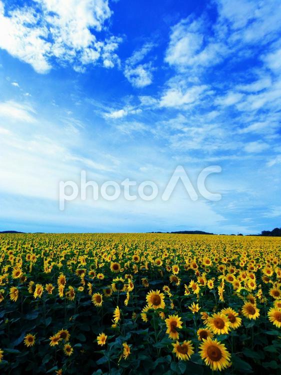満開のひまわり畑 ひまわり畑,夏,花の写真素材
