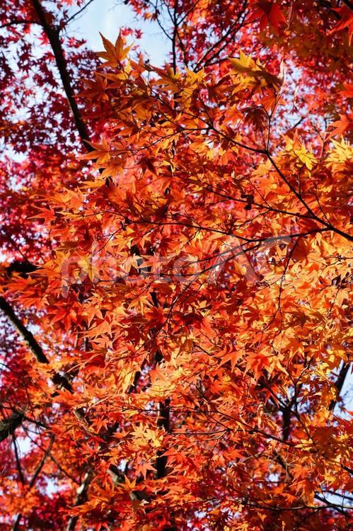 夕日に染まる紅葉したモミジ もみじ,紅葉,モミジの写真素材
