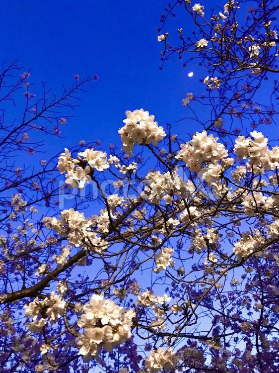 月と桜 桜,夜桜,花見の写真素材