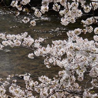 川の水面と美しいサクラ。 川の水面と美しいサクラ。 ソメイヨシノ,桜並木,春の写真素材