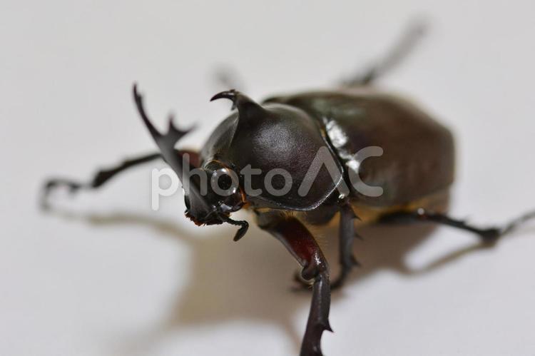 カブトムシ　イメージ写真 カブトムシ,かぶとむし,夏の写真素材