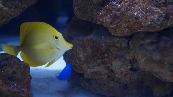熱帯魚 熱帯魚 熱帯魚,キイロハギ,魚の写真素材