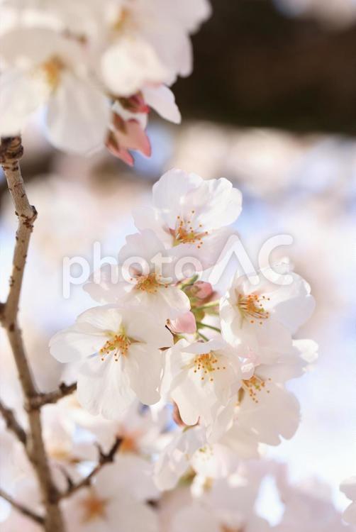 岩国　錦帯橋の桜 桜,さくら,サクラの写真素材