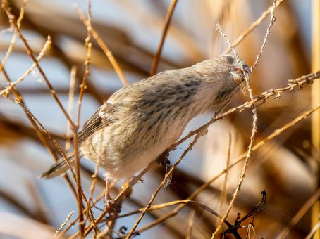 枝にとまるベニマシコのメス 枝にとまるベニマシコのメス ベニマシコ,紅猿子,野鳥の写真素材