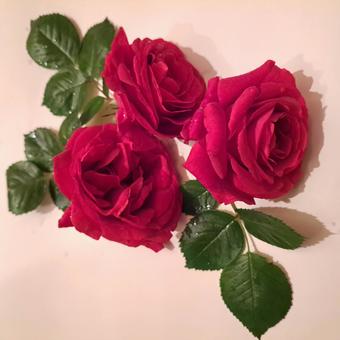 薔薇 薔薇の写真