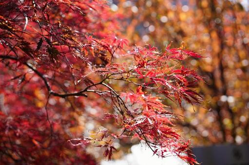 紅葉 紅葉,秋,空の写真素材