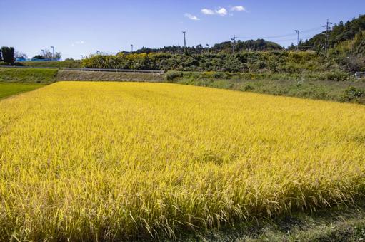田園風景 田園風景 田園風景,田園,稲穂の写真素材