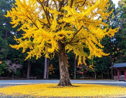 神社の境内にあるイチョウの木2 神社の境内にあるイチョウの木2の写真