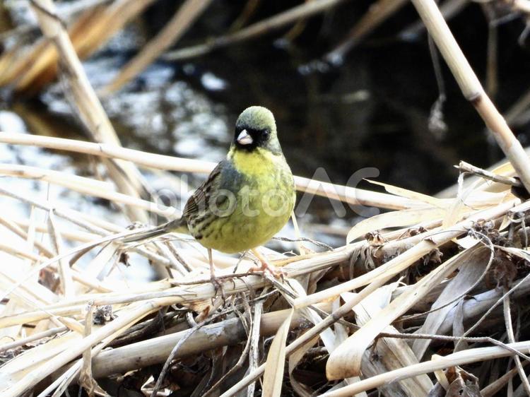 ヨシの上に立つアオジ 鳥,野鳥,アオジの写真素材