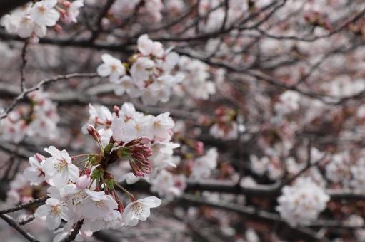 桜 桜の写真