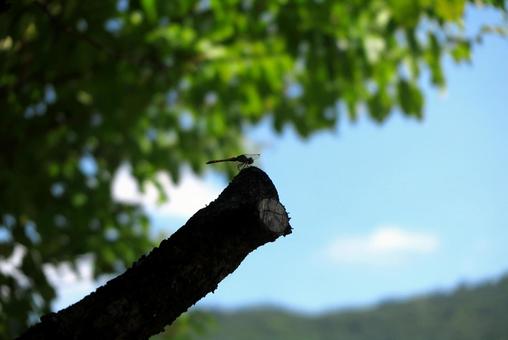 青空に映えるトンボの影 青空に映えるトンボの影の写真
