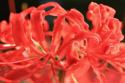 曼珠沙華 曼珠沙華の写真