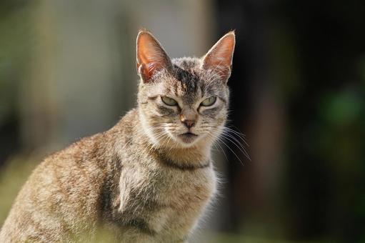 野良猫の顔 野良猫の顔の写真