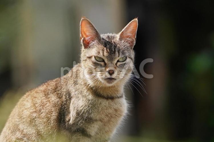 野良猫の顔 猫,野良猫,可愛い猫の写真素材