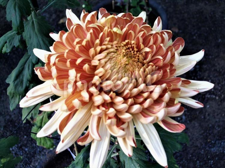 厚走りの菊　アップ 菊,秋,大輪の写真素材