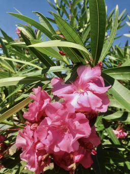 ピンクの花 ピンクの花の写真