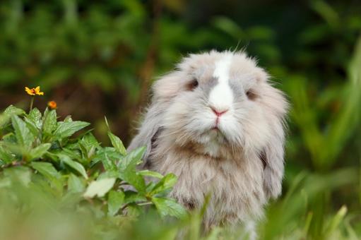 ペットのうさぎ うさぎ,ペット,干支の写真素材