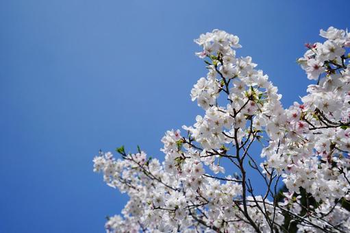 青空に映える桜の花4 青空に映える桜の花4 桜,さくら,ソメイヨシノの写真素材