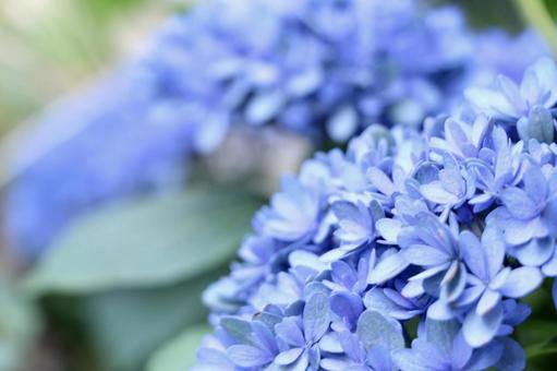 紫陽花 紫陽花の写真