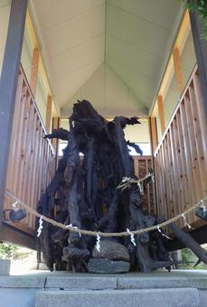 玉津島神社　根上がり松 玉津島神社,根上がり松,たまつしまじんじゃの写真素材