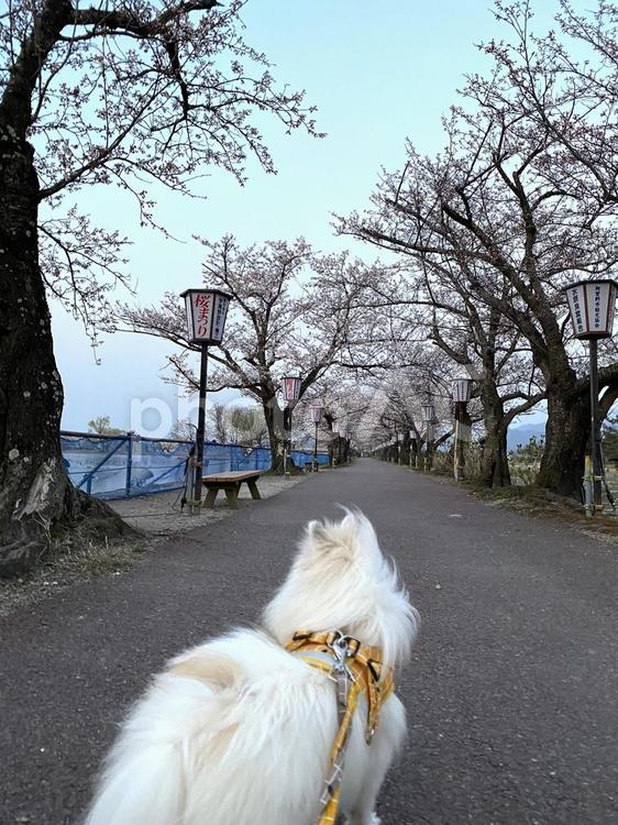 桜並木と犬 桜,散歩道,ポメラニアンの写真素材