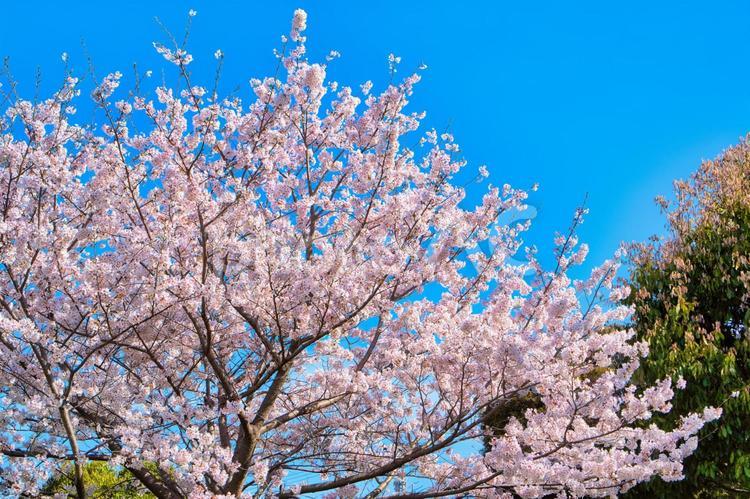 桜と青空の背景 桜,サクラ,さくらの写真素材