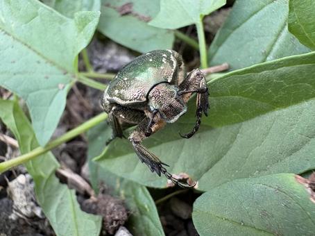 シロテンハナムグリ 02 シロテンハナムグリ 02 白点花潜,シロテンハナムグリ,甲虫の写真素材
