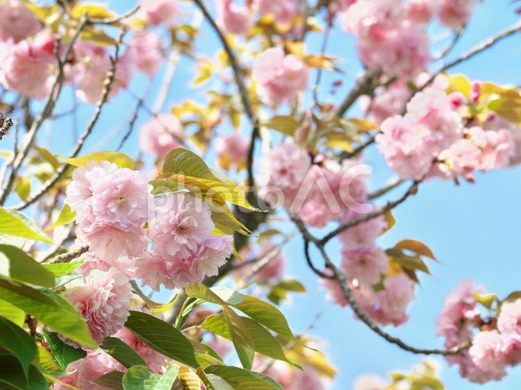 薄いピンクの八重桜 木,満開,花の写真素材