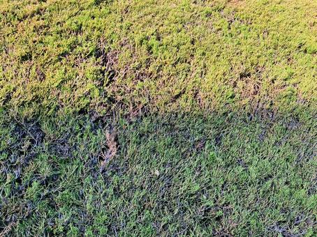 Pruned shrubs, JPG Pruned shrubs, JPG
