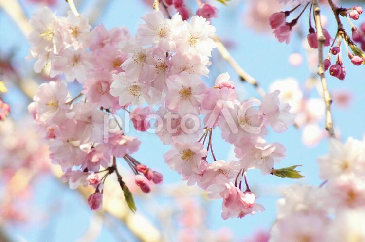 枝垂桜-92 桜,シダレザクラ,ヤエベニシダレの写真素材