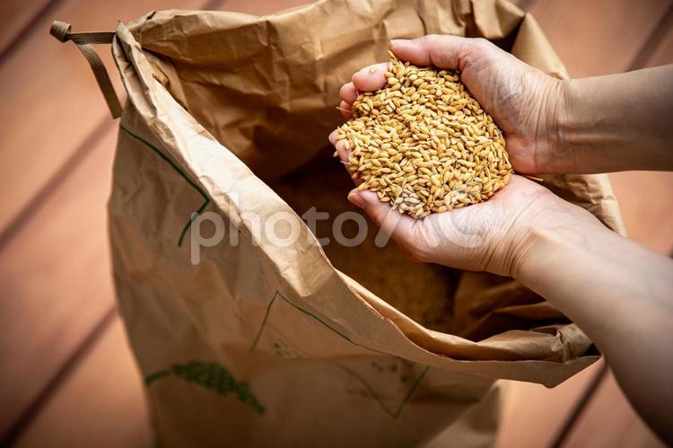 米袋からお米を手に乗せるシーン 米,お米,日本の写真素材