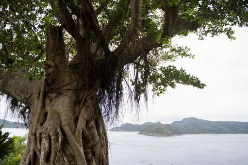 奄美大島 ガジュマルの樹 奄美大島 ガジュマルの樹の写真