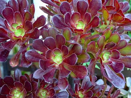 花のように葉を広げる多肉植物 花のように葉を広げる多肉植物の写真