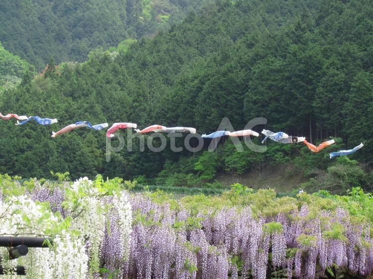 藤の花とこいのぼり こいのぼり,藤の花,五月の写真素材