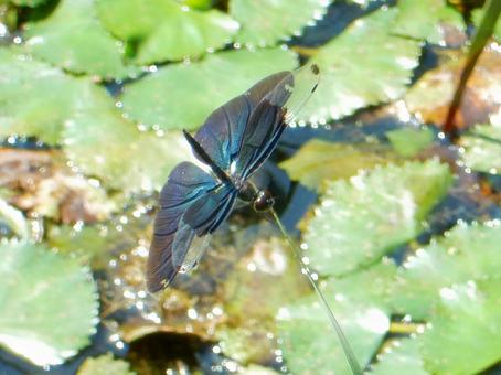 【昆虫写真】チョウトンボ(蝶蜻蛉) 【昆虫写真】チョウトンボ(蝶蜻蛉)の写真