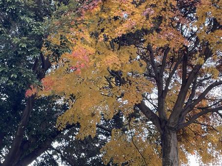 Photo, autumn leaves, the trees, natural, 