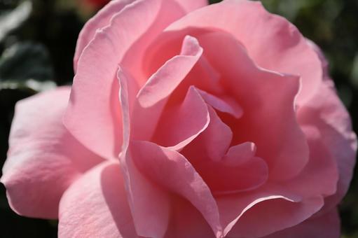 バラ園にてピンクの薔薇を撮った写真の写真